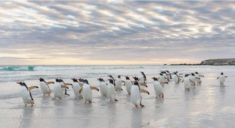 Prodaje se otok pun pingvina, ovaca, morskih lavova i ptica