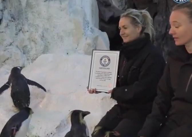 Najstariji pingvin na svijetu postao član porodice Ginisovih rekordera