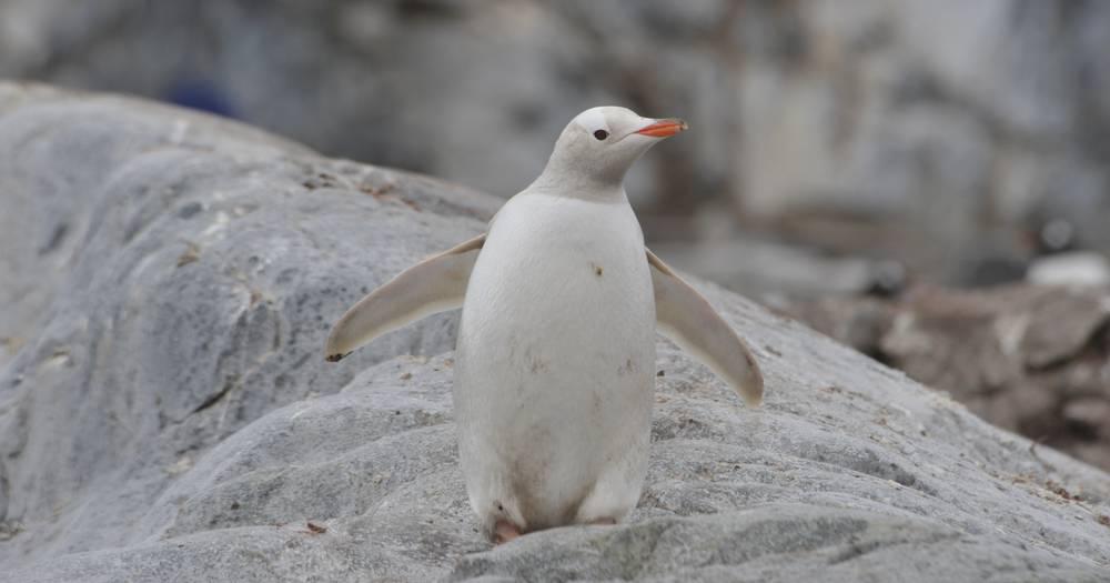 Na Galapagosu otkriven bijeli pingvin