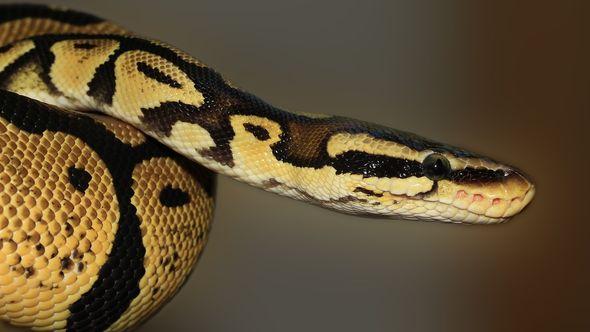 Kanibalizam među zmijama: Najčešći razlog je rivalstvo