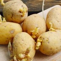 Sačuvajte krompir od klijanja: Idealno mjesto za pohranjivanje