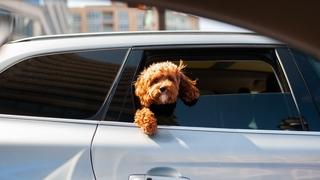Ne dozvoljavajte psu da viri kroz prozor automobila: Brojni rizici kojih možda niste svjesni