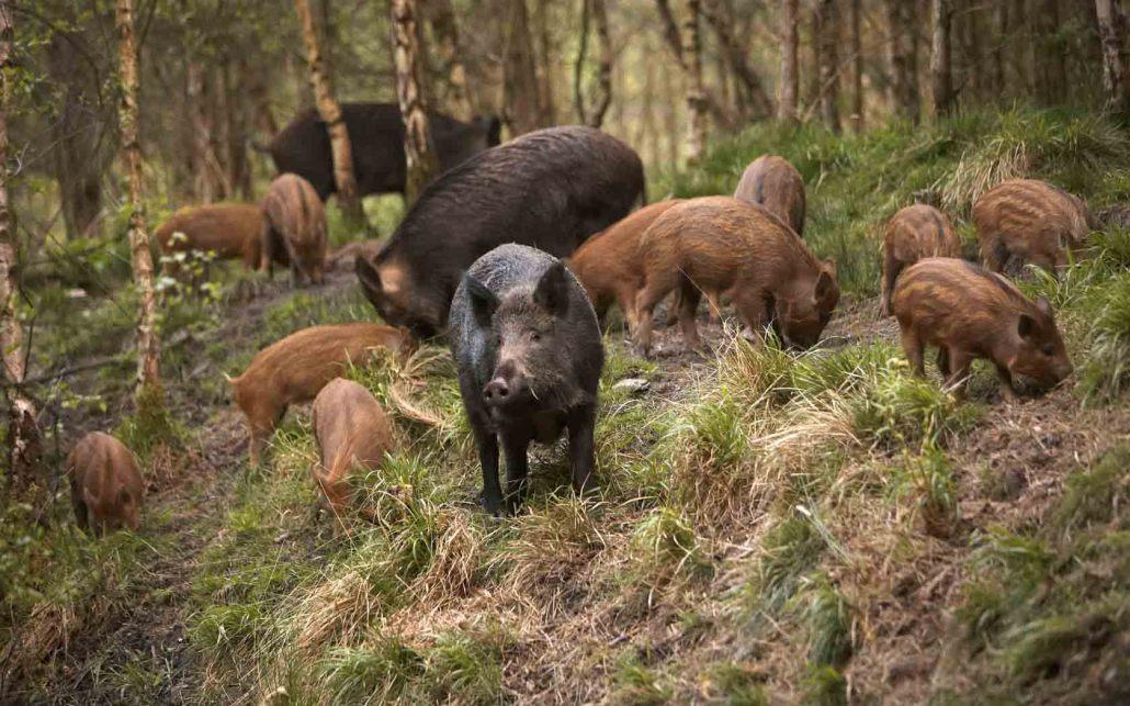 U okolini Jablanice primijećen veći broj divljih svinja koje bježe od požara