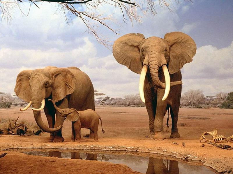 Jezivo stradanje: U ovoj državi slonovi ili tigrovi ubiju jednu osobu dnevno