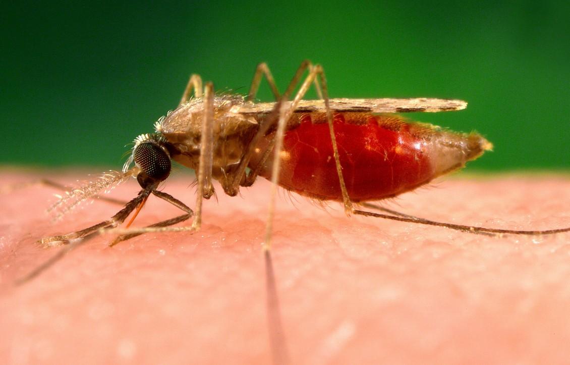 "Supermalarija" hara Azijom: Postoji realna opasnost da postane neizlječiva