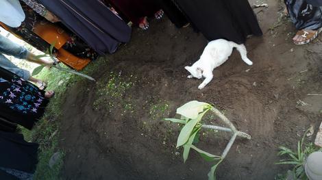 Bijela mačka se niotkuda pojavila na sahrani njegovog dede i odbija da se skloni sa groba