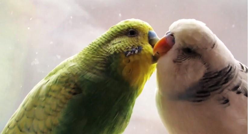 Pet razloga da papagaj bude vaš kućni ljubimac