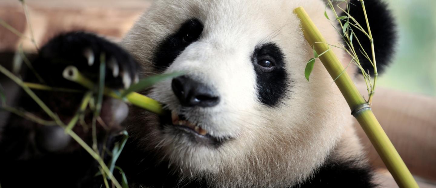 Žele je izliječiti seksom: Panda u berlinskom zoo-u je u pubertetu i iz protesta hoda samo unazad