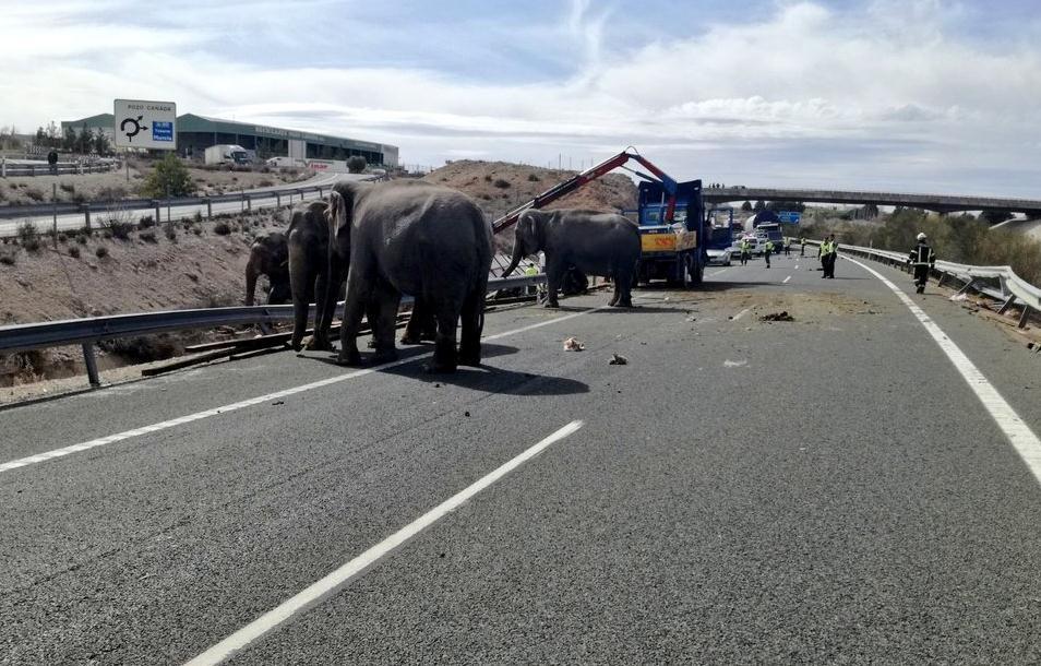 Bizarna nesreća u Španiji: Slonovi trčali po autoputu, jedan preminuo