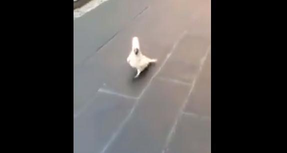 Ovo do sada niste vidjeli: Papagaj trči ulicom i laje