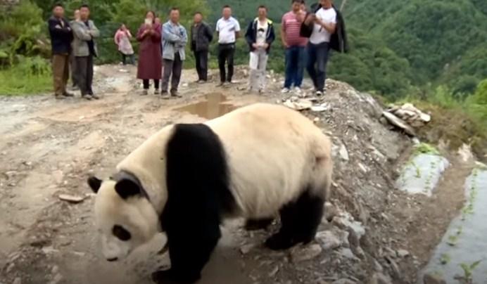 Panda prošetala gradom, posmatrači bili oduševljeni