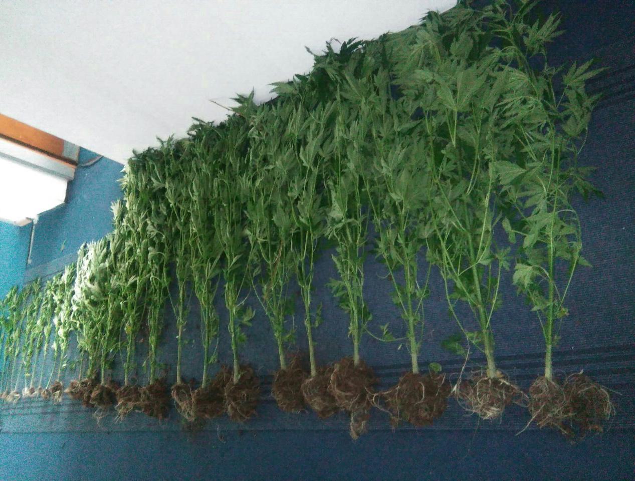 Rekordna zapljena droge u Posušju: Oduzeti 2.246 stabljika indijske konoplje, 3.500 grama marihuane, municija...