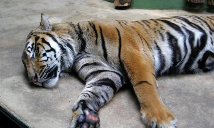 Nakon što je organizirana velika akcija, ubijena tigrica ljudožderka