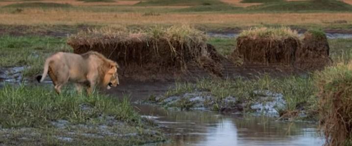 Žestok napad čopora hijena na usamljenog lava - Avaz