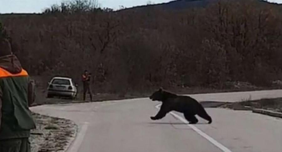 Pogledajte reakciju lovaca kada je veliki medvjed protrčao pored njih