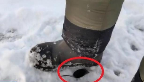 Kad je hladno, nema straha: Malena životinja izašla iz ledene vode i traži hranu od ruskog ribara