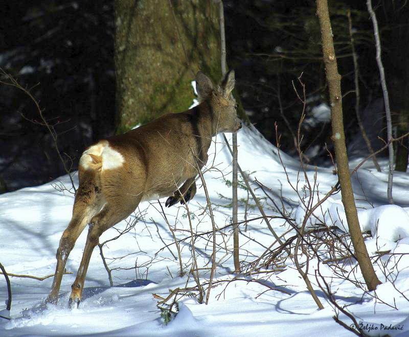 Zbog velikog snijega zabranjen lov na području Livanjskog kantona
