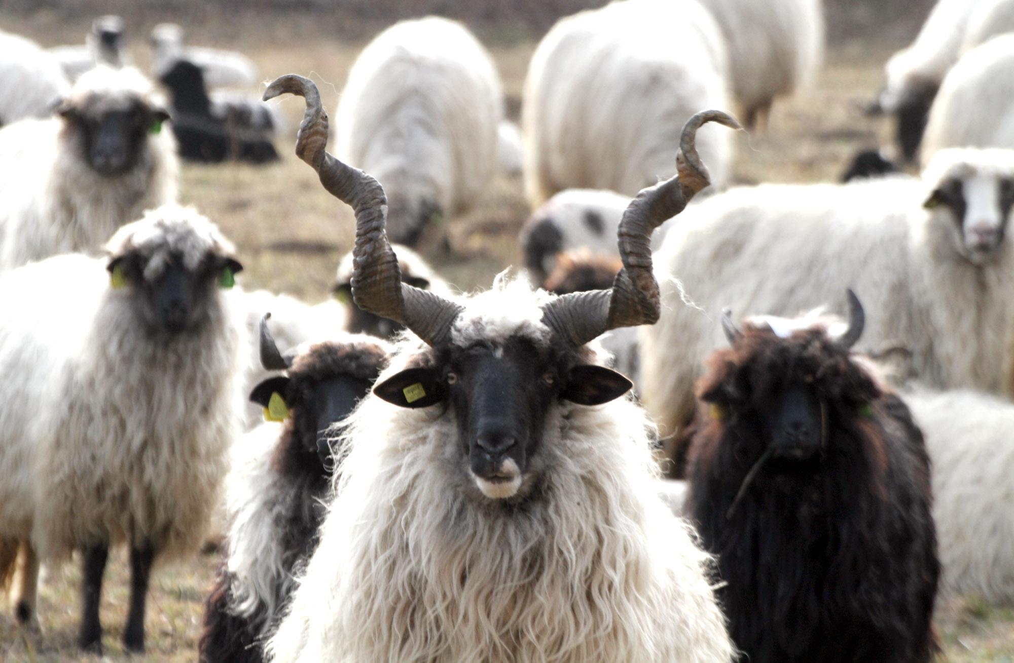 Ovčari iz Nemile sa svojim stadom već peti mjesec na području općine Lukavac