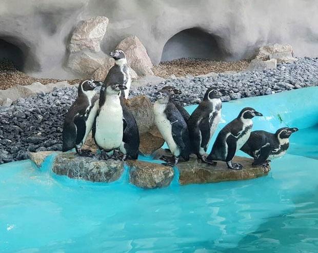 ZOO vrt dobio novi pingvinarij