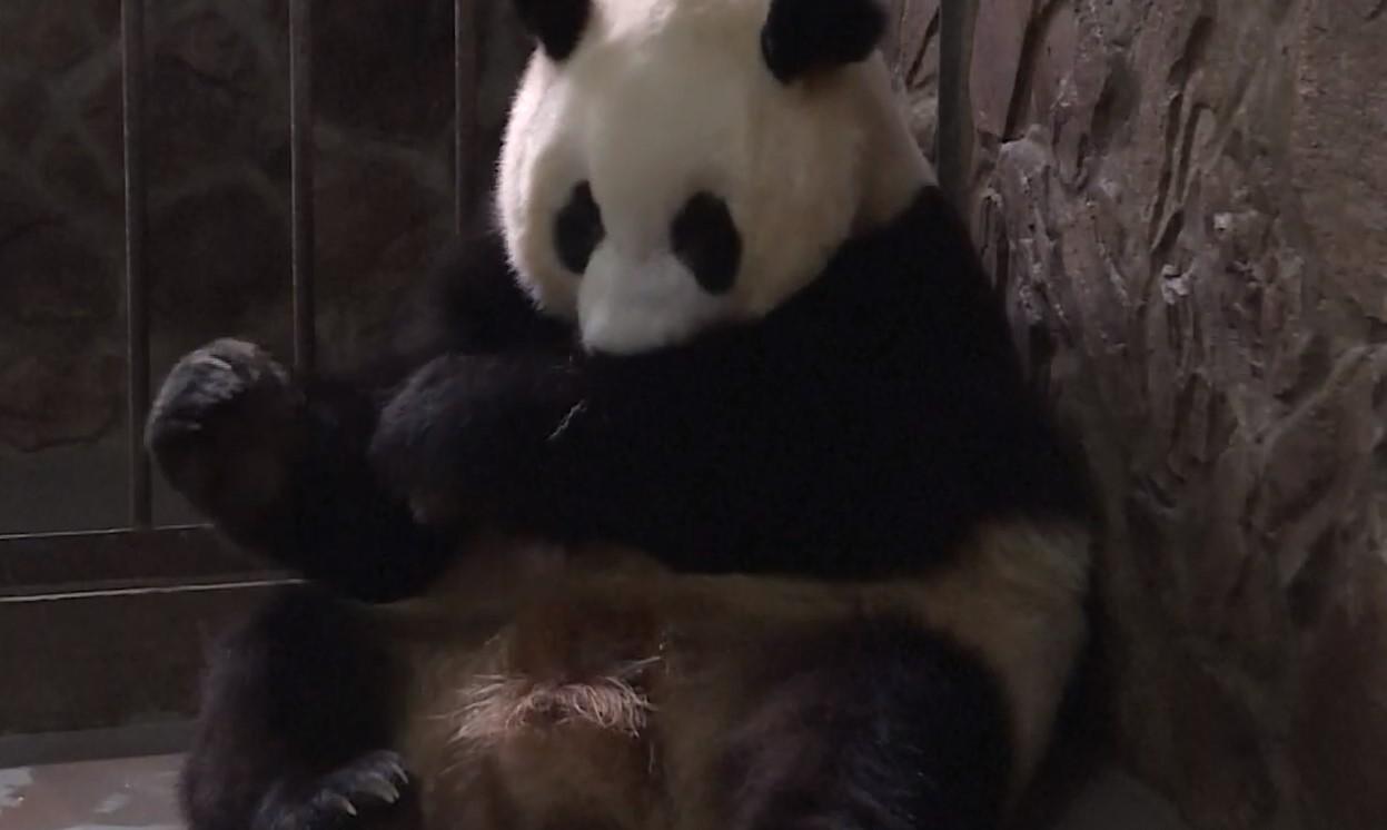 Evo kako izgleda najmanja panda na svijetu: Teška je samo 42,8 grama