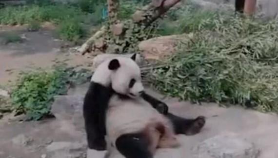 Turisti gađali kamenjem pandu u pokušaju da je "razbude"