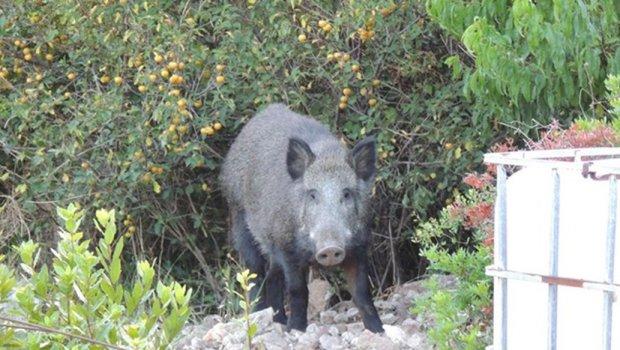 Divlje svinje - životinje sa stalnim prebivalištem u hrvatskoj prijestonici