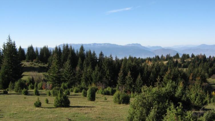 Federacija BiH raspolaže šumama u državnom vlasništvu na površini od 1.235 hektara