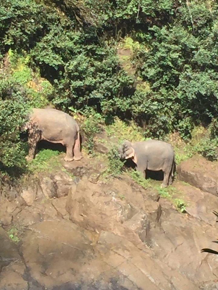 Dva preživjela slona - Avaz