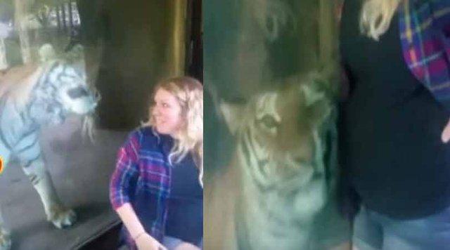 Trudnica htjela da se fotografira s tigricom, a onda se desilo nešto što niko nije očekivao