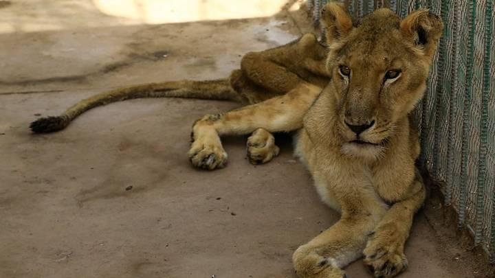 Jedan od pet lavova jučer je uginuo - Avaz
