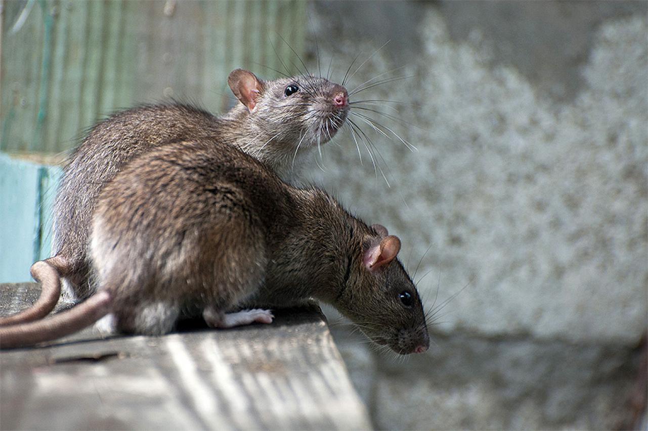Virus se prenosi na ljude isključivo sa pacova i miševa - Avaz