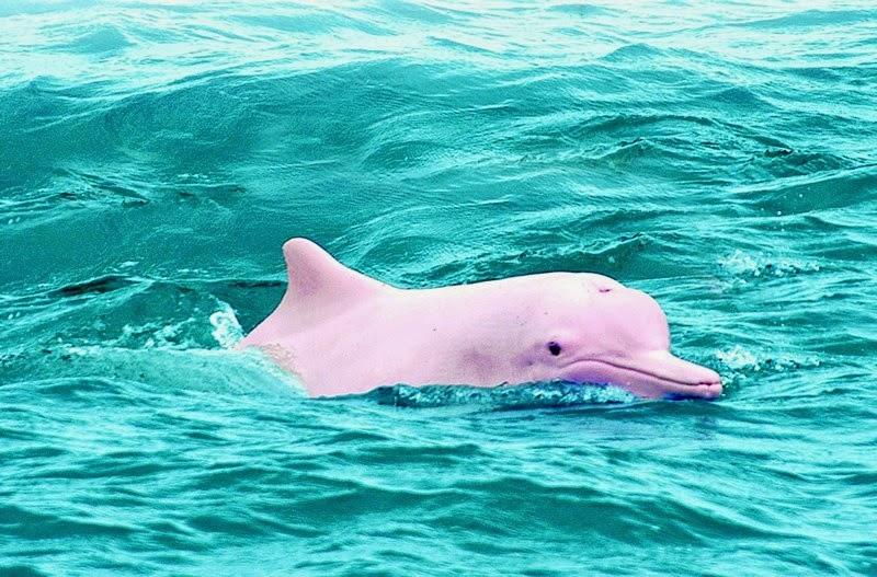 Ribari snimili ružičaste delfine
