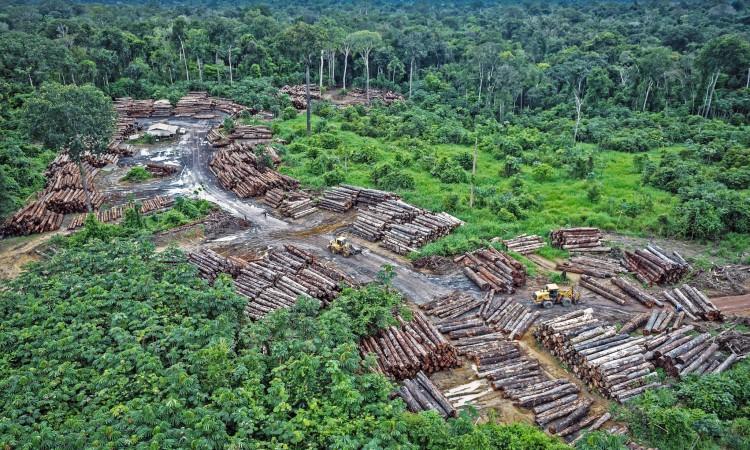 Oko 99 posto krčenja šuma u Brazilu prošle godine bilo je ilegalno - Avaz