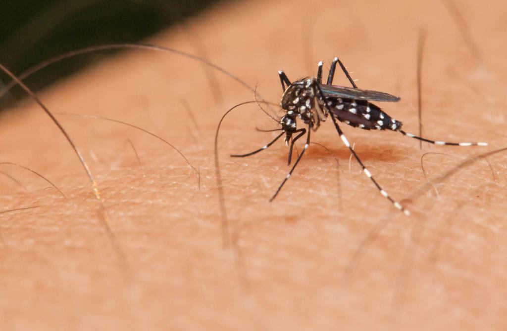 Opasnu infekciju prenose komarci - Avaz