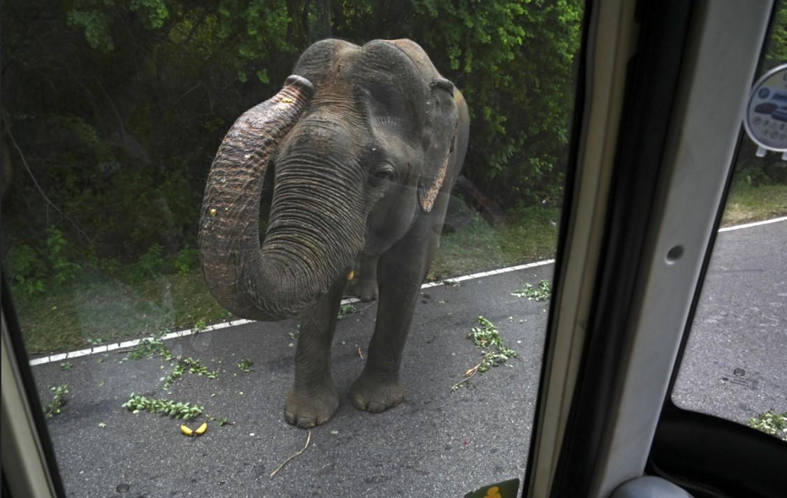 Šti Lanka: Autobus prolazi pored slona u Kataragamu - Avaz