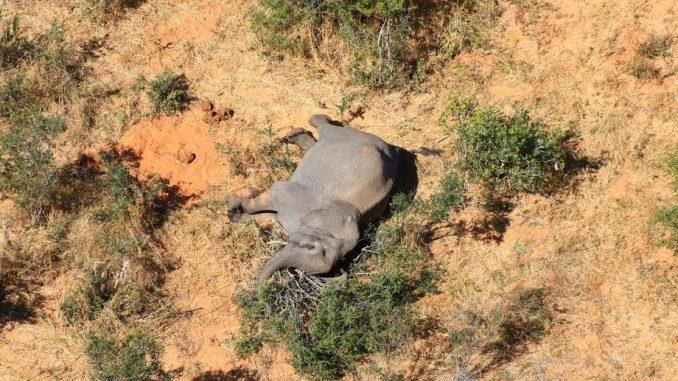 Krivolov je isključen kao opcija jer su slonovi pronađeni sa kljovama - Avaz