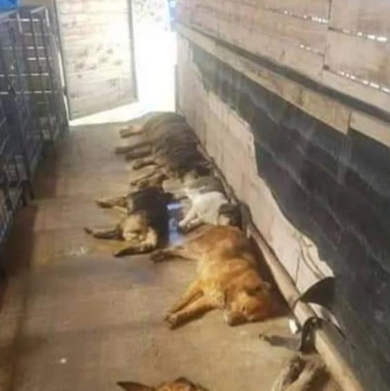 Uznemirujuće fotografije: Ubijeni psi u Zenici