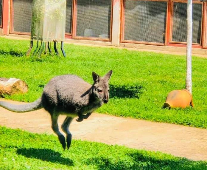 Bijeljinski kengur Koki Kol je pobjegao zato što su ga djeca preplašila
