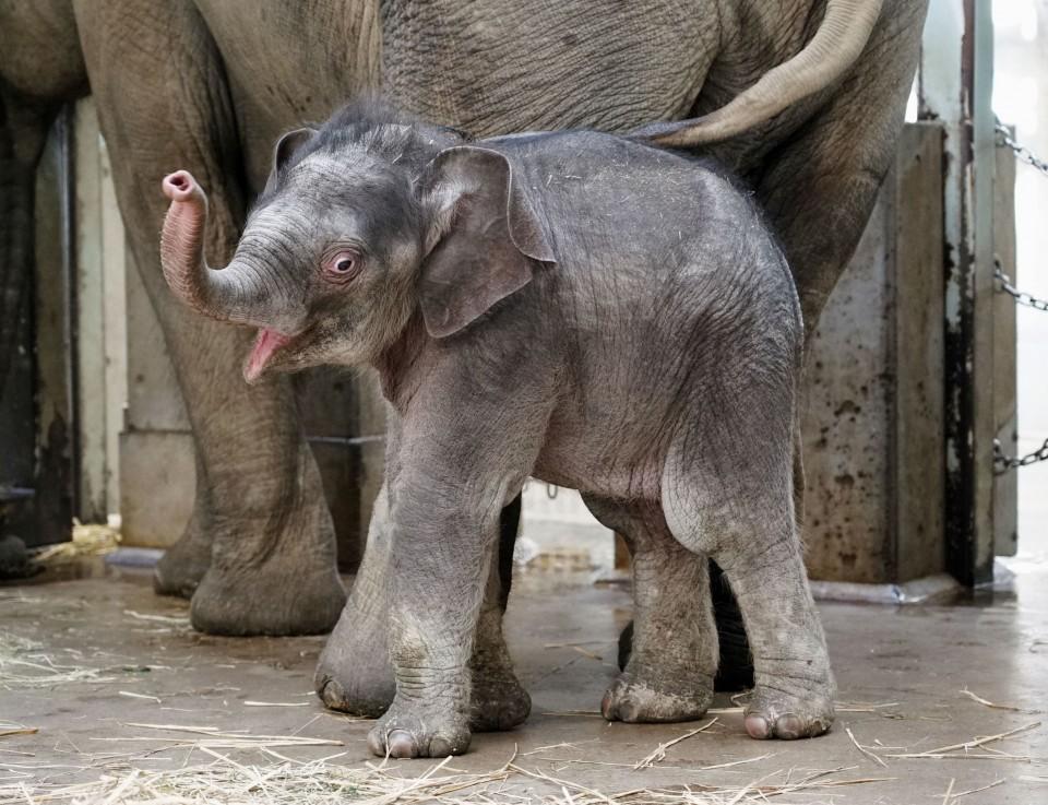 Muški slonić rođen je 31. novembra - Avaz