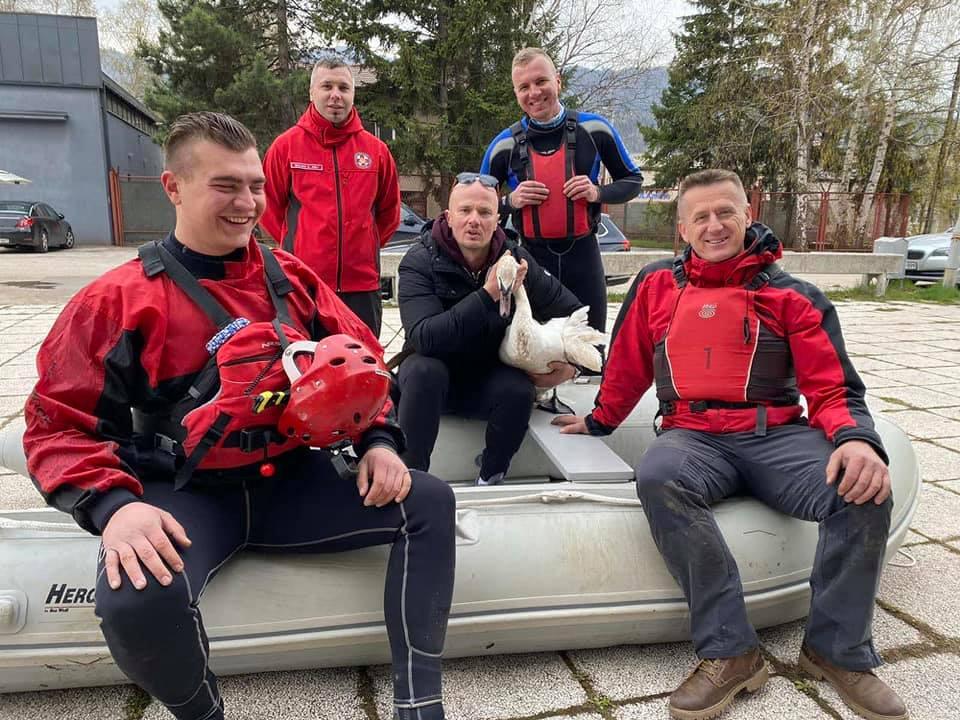 Članovi ISS Zenica spasili povrijeđenog labuda iz rijeke Bosne