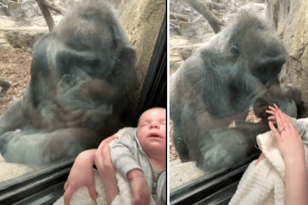 Majka došla u zoološki vrt s bebom, gorila dovela svoje mladunče da ga pokaže