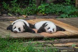 Pande blizanci najnovija atrakcija u zoo vrtu u Tokiju