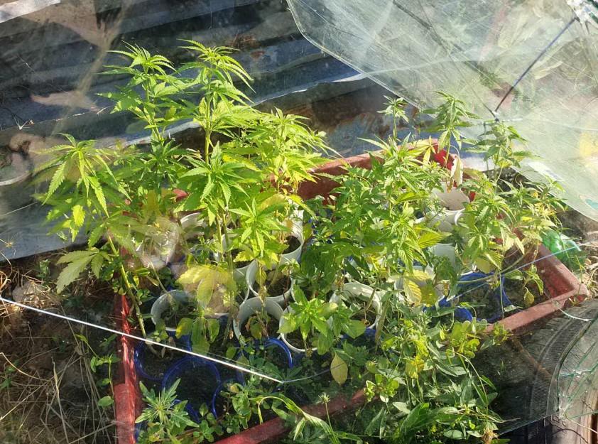 Pronađeno 30 stabljika marihuane