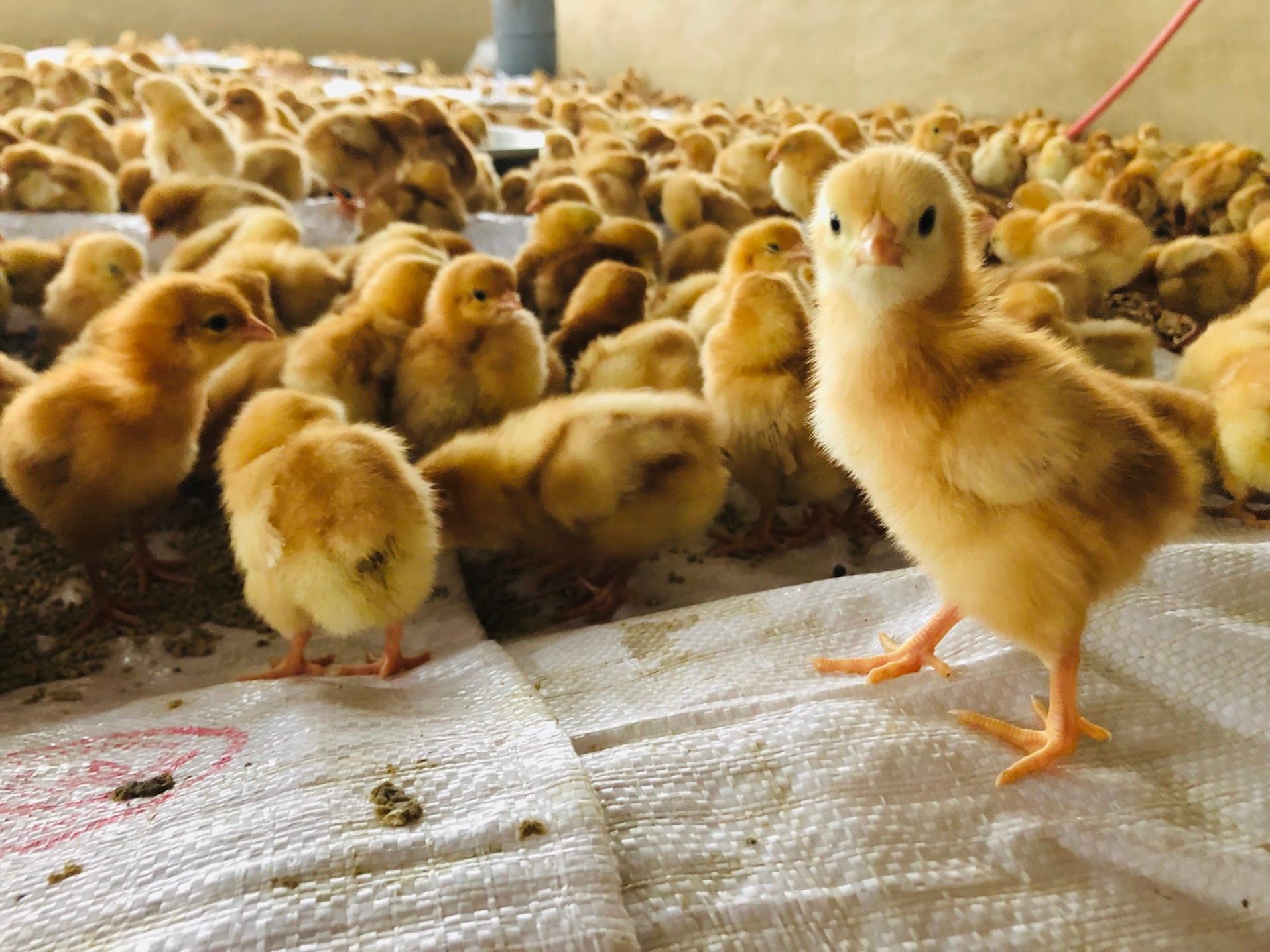 U Evropi i Aziji su se posljednjih nedjelja proširili teži oblici ptičjeg gripa, koji je fatalan za živinu - Avaz