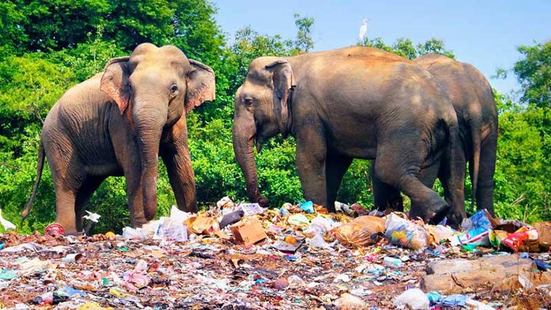 Plastično smeće u Šri Lanki izazvalo smrt desetine slonova