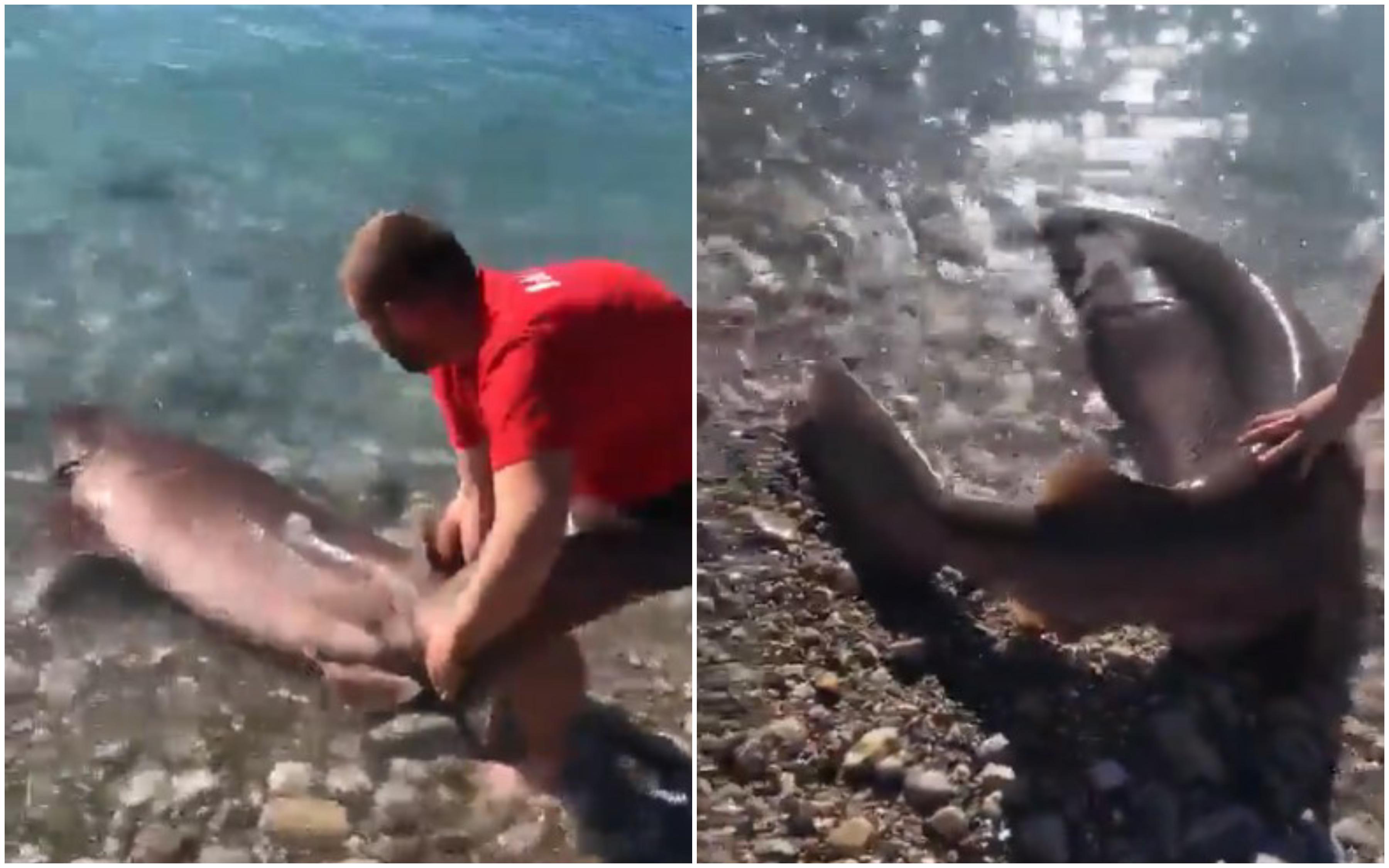 Ribari u Crnoj Gori spasili rijetku vrstu morskog psa