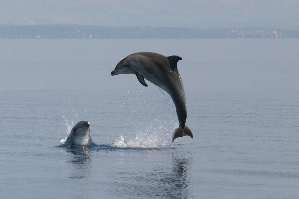 Ukrajina je također trenirala delfine u akvarijumu u blizini Sevastopolja - Avaz