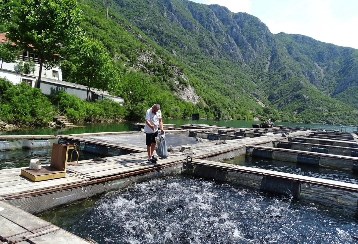 Iako ih nisu zaobišla poskupljenja, zadržali pristojne cijene: Građani BiH sve više kupuju ribu