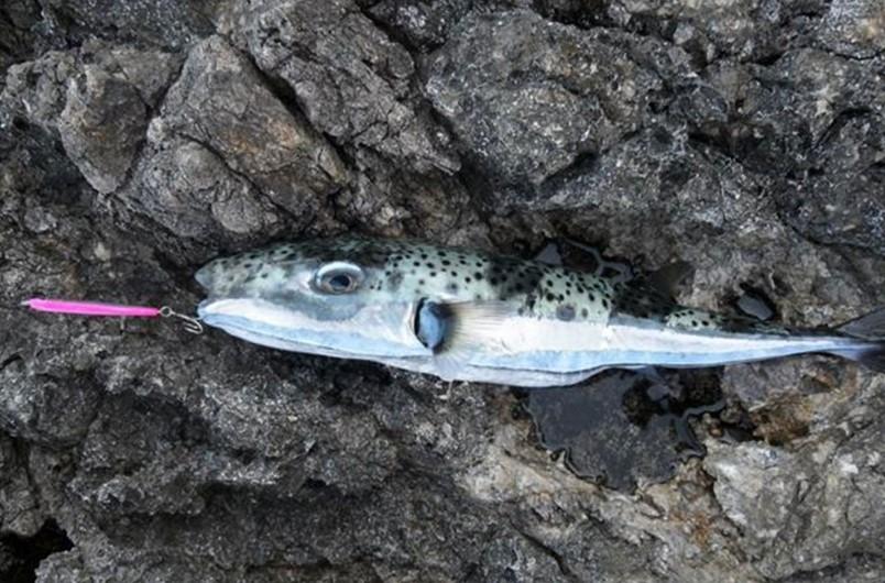Najotrovnija riba pojavila se u Jadranu: Njen otrov jači je od cijanida