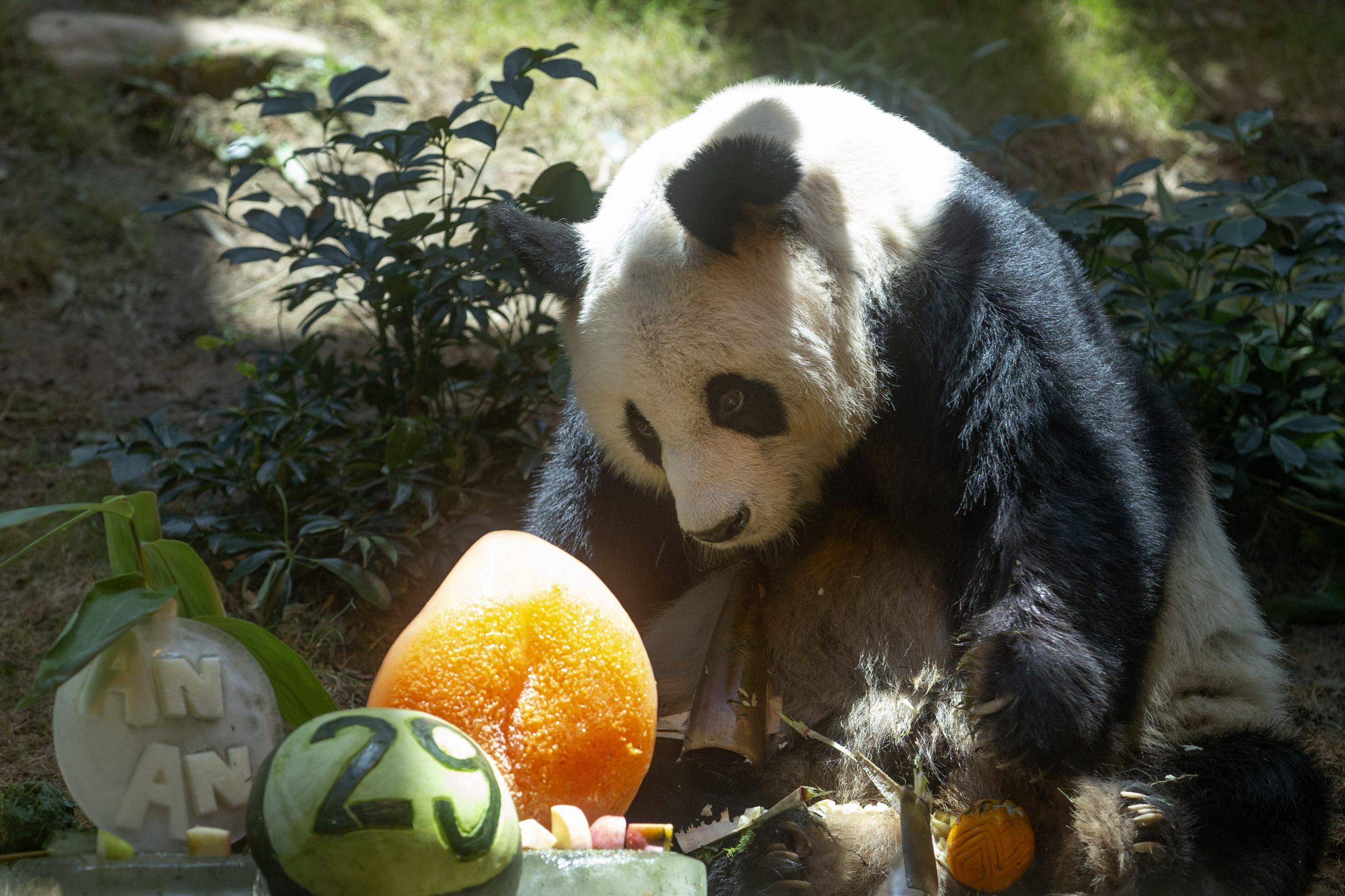 Uspavan najstariji mužjak džinovske pande